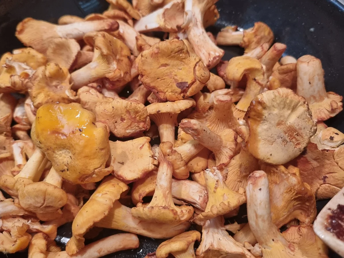 Rezept: Gebratene Gnocchi mit Pfifferlingen und Ziegenkäse Bild Nr. 17449 Gebratene Gnocchi mit Pfifferlingen und Ziegenkäse - Rezept - Bild Nr. 17449