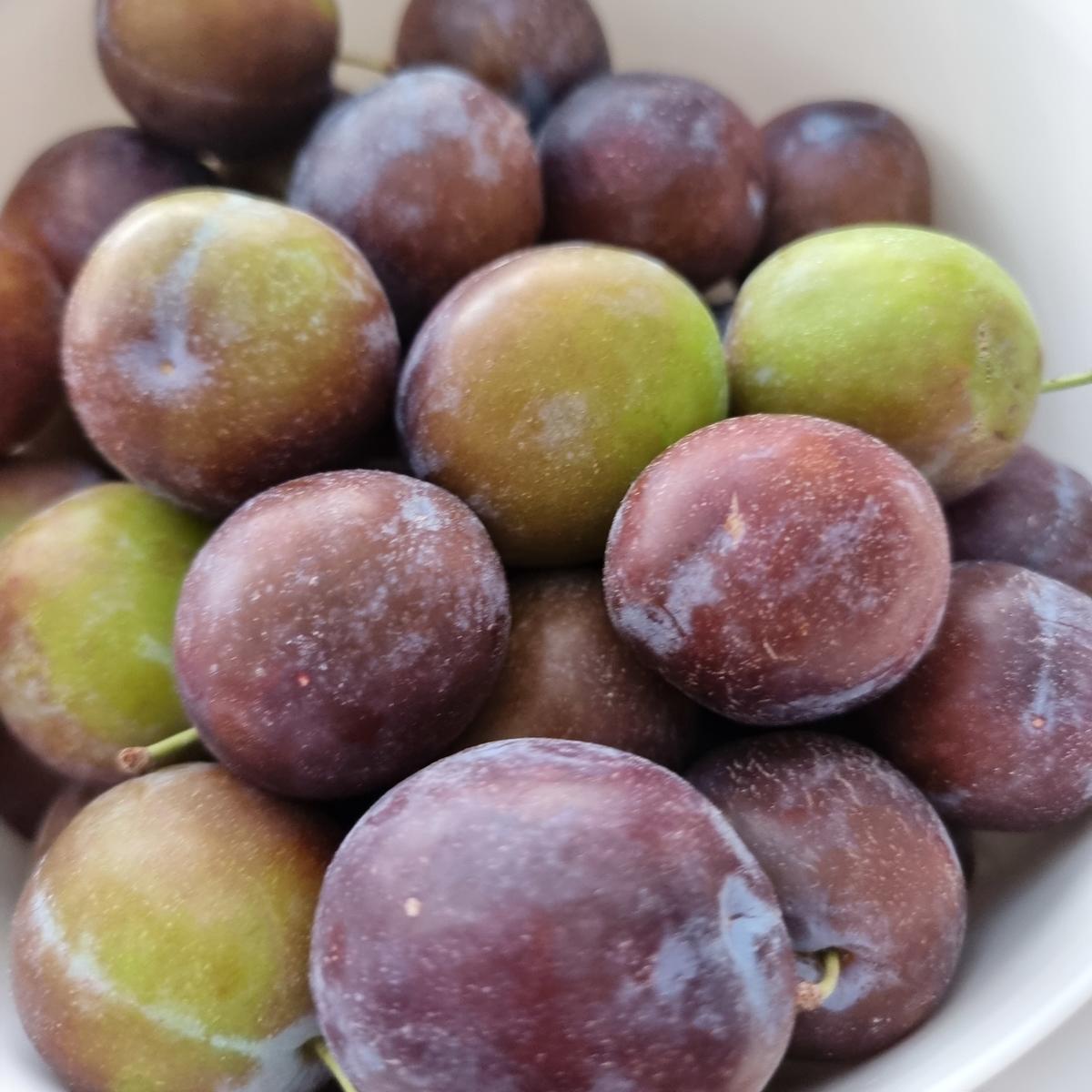 Pflaumen-Marmelade - Rezept - Bild Nr. 17467