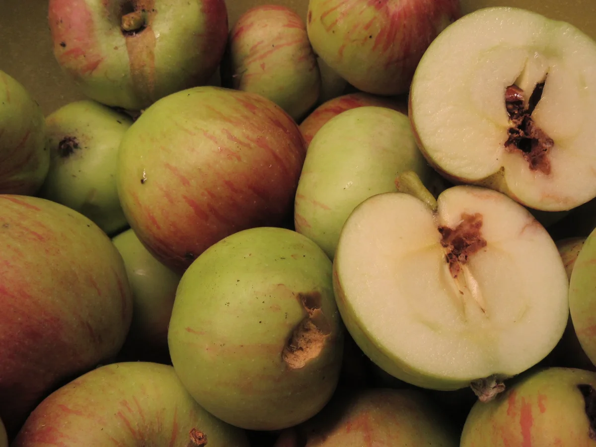 Rezept: Vorrat: Apfelmarmelade aus Fallobst Bild Nr. 3 Vorrat: Apfelmarmelade aus Fallobst - Rezept - Bild Nr. 3