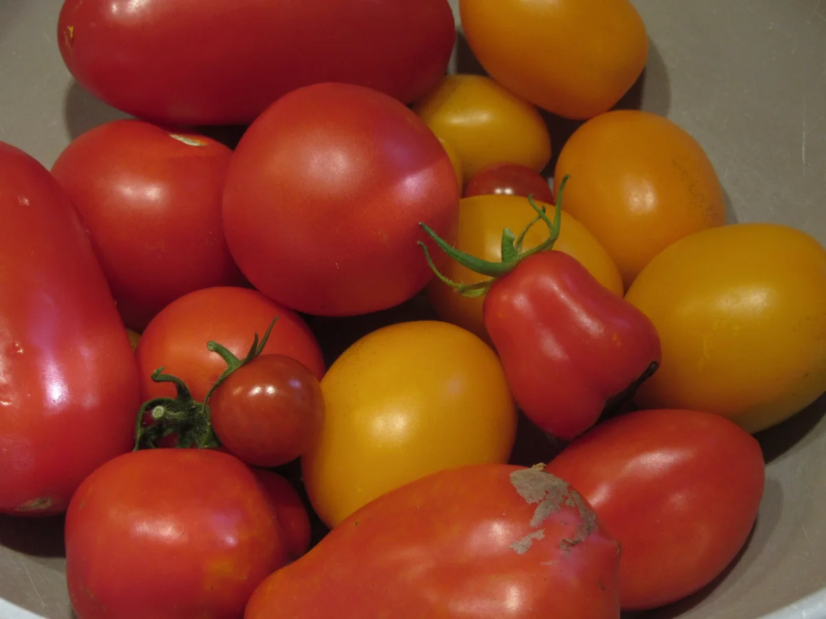 Rezept: Vorrat: Basis für Tomatensoße Bild Nr. 17487 Vorrat: Basis für Tomatensoße - Rezept - Bild Nr. 17487