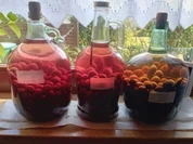 XXL-Schlehenlikör-2025 - Rezept - Bild Nr. 17491