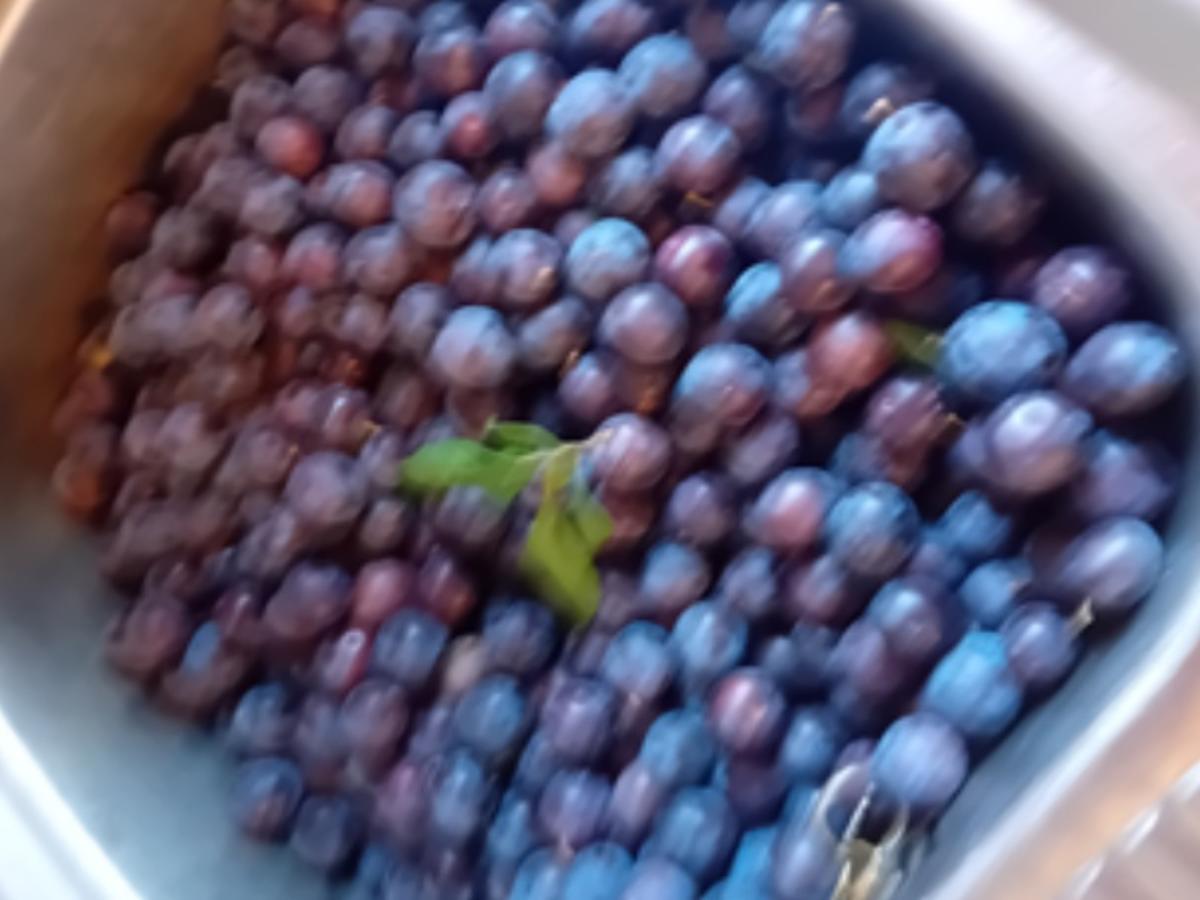 XXL-Schlehenlikör-2025 - Rezept - Bild Nr. 17492