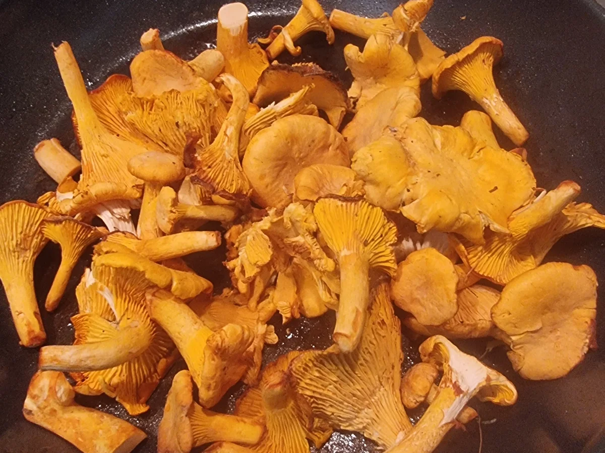 Pfifferling-Risotto - Rezept - Bild Nr. 17504