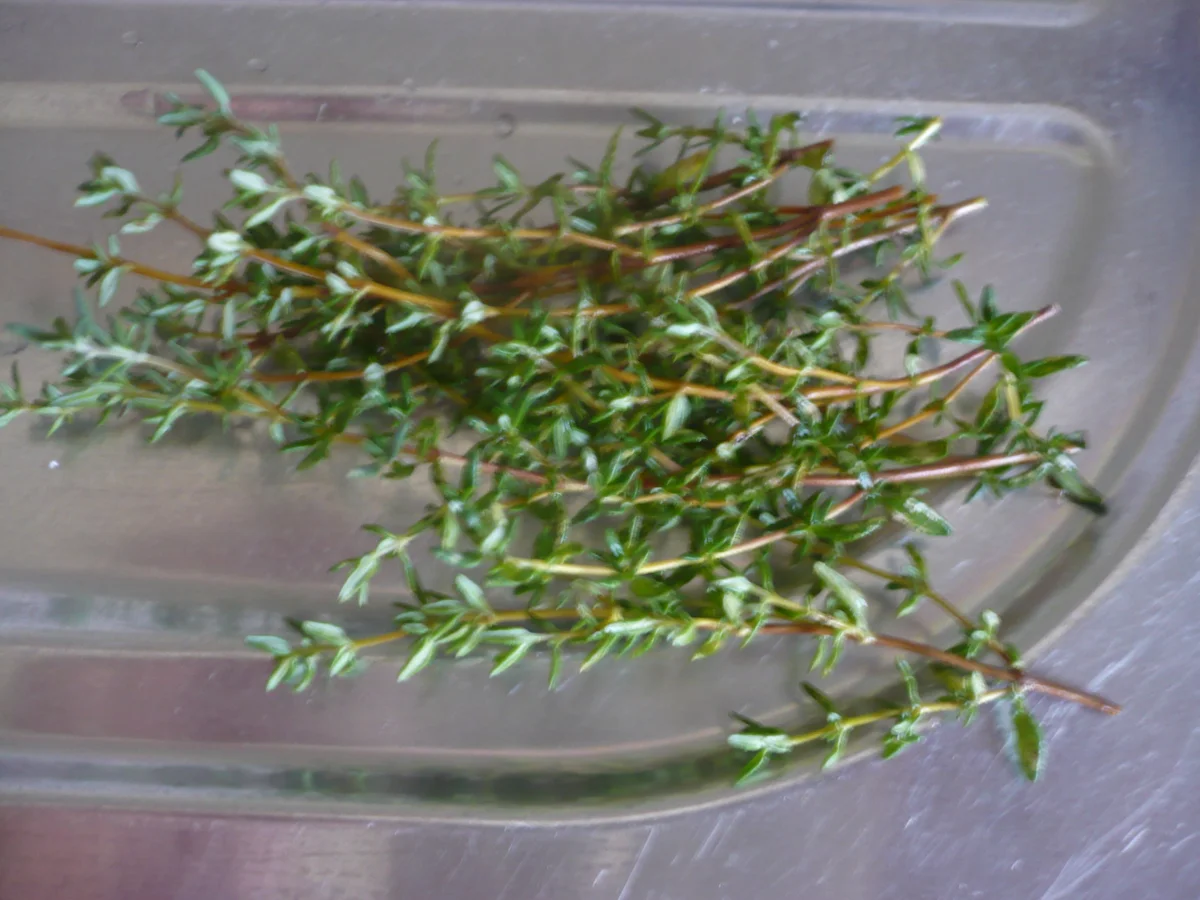 Zucchini -  Auflauf - Rezept - Bild Nr. 17528