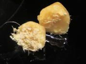 Vorrat: Ingwer - Rezept - Bild Nr. 17515