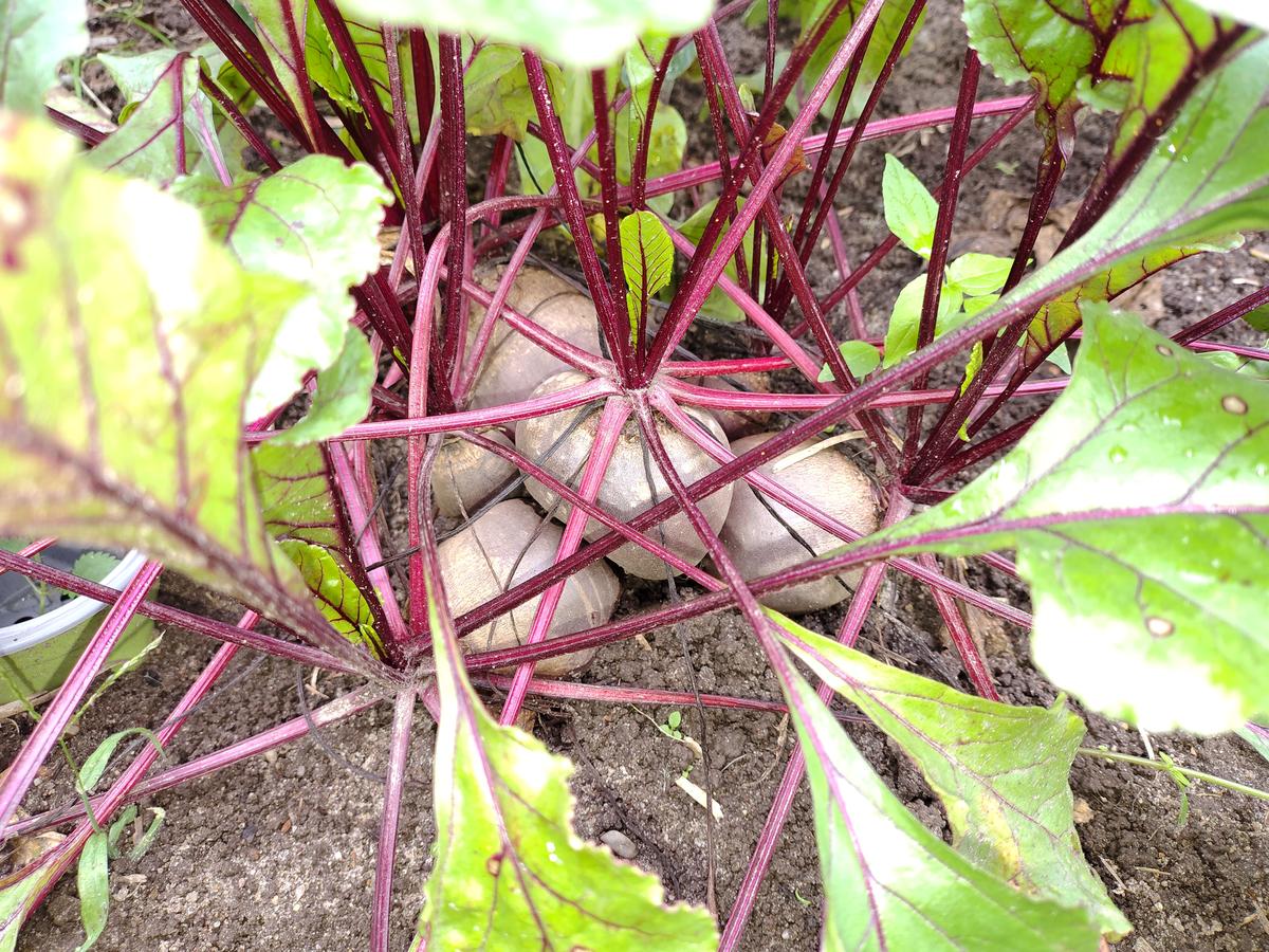 Rote Bete Salat mit Apfel - Rezept - Bild Nr. 17517