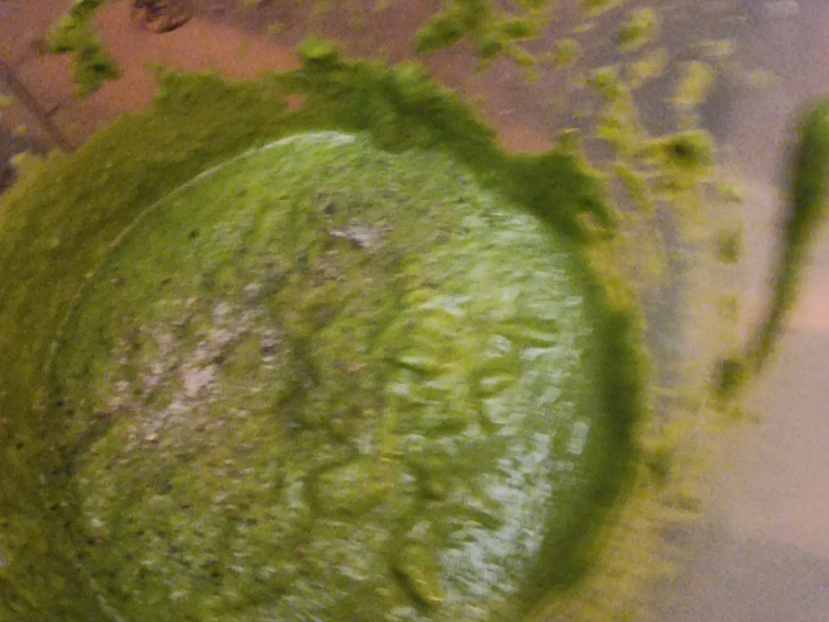 Spaghetti mit Spinat-Pesto - Rezept - Bild Nr. 17533