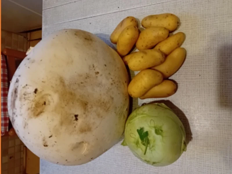 Bovist-Schnitzel mit Rahm-Kohlrabi und Drillingen - Rezept - Bild Nr. 3