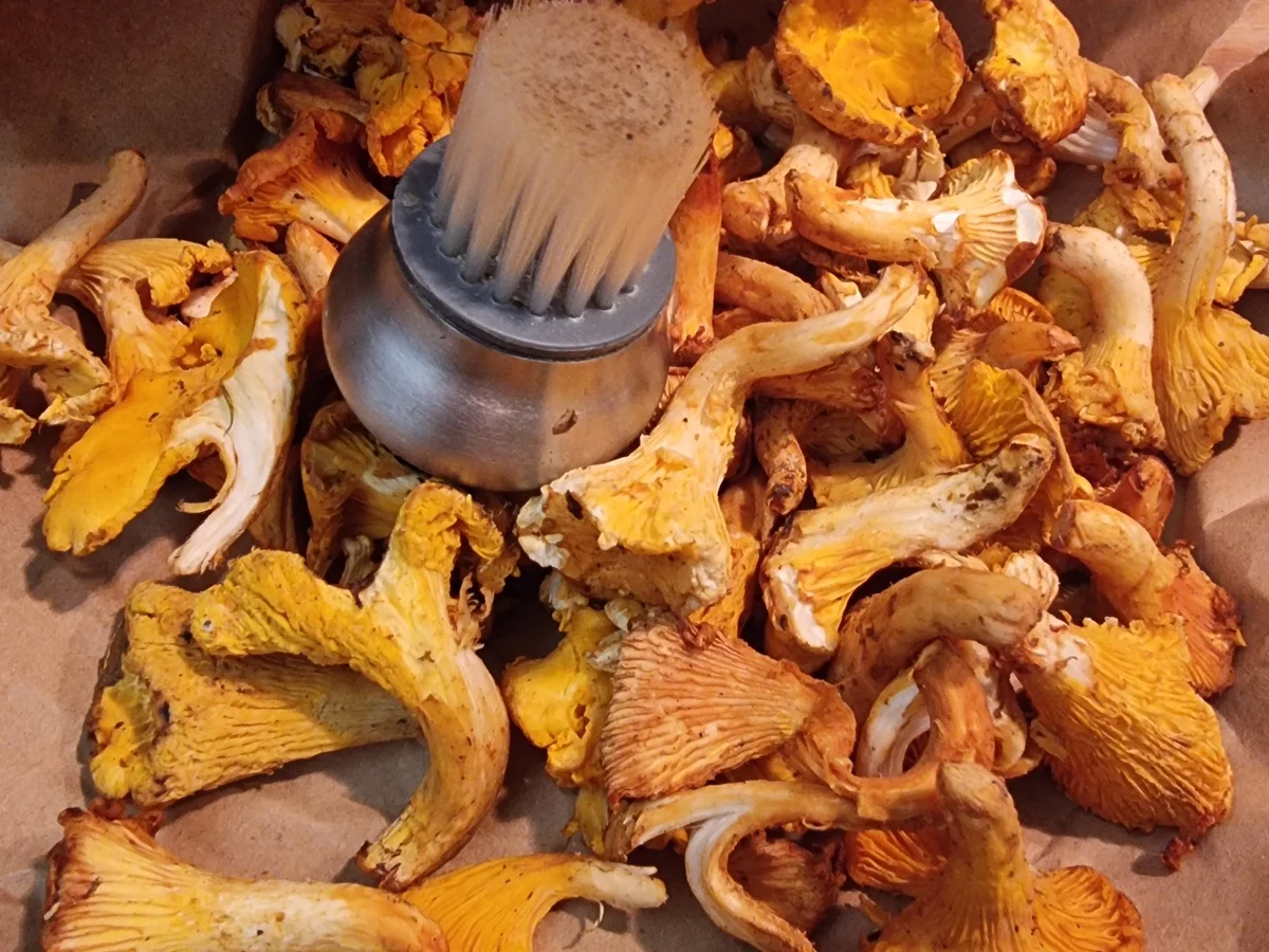 Kartoffel-Pfifferling-Cremesuppe - Rezept - Bild Nr. 17571