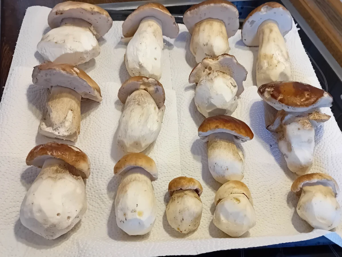 Rezept: Gebratene Steinpilze mit Butterbrot Bild Nr. 3 Gebratene Steinpilze mit Butterbrot - Rezept - Bild Nr. 3