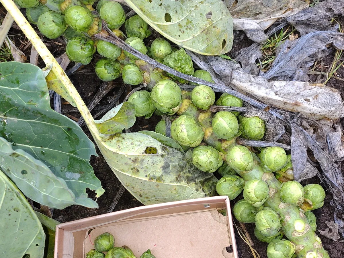 Rosenkohl - Auflauf - Rezept - Bild Nr. 17611