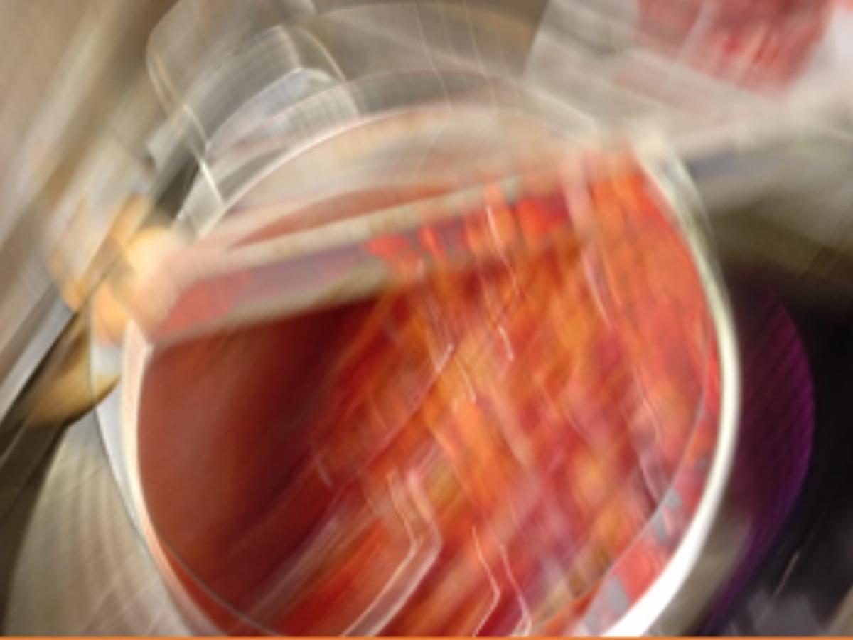 Tomaten-Paprika-Suppe mit Toastbrotcroutons - Rezept - Bild Nr. 17614