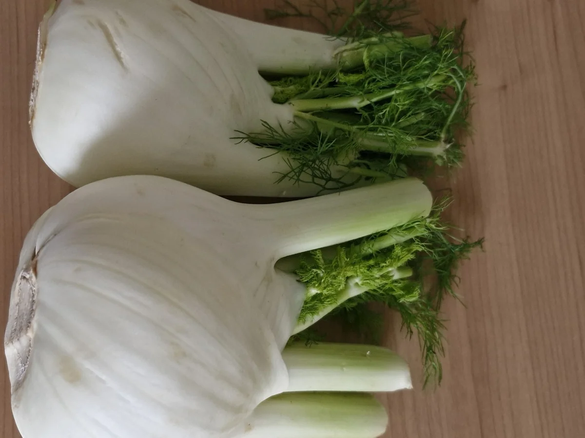 Spaghetti mit Fenchel und Sardinen - Rezept - Bild Nr. 17640