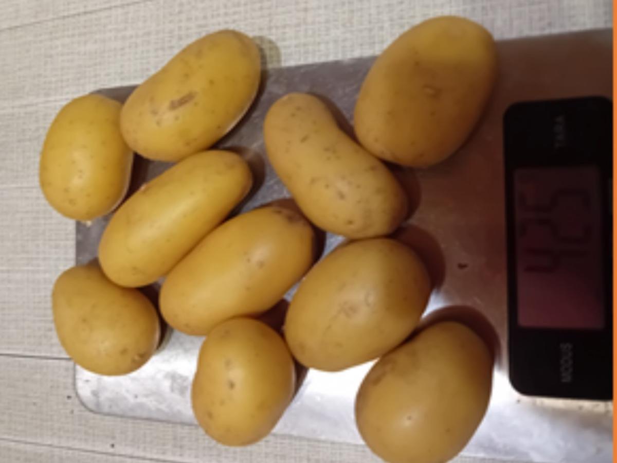 Kabeljaufilet im Bierteig mit Bratkartoffel-Drillingen und Chinakohl-Salat - Rezept - Bild Nr. 12