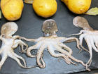Mini-Oktopus-Rezept - Rezept - Bild Nr. 17666