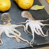 Mini-Oktopus-Rezept - Rezept - Bild Nr. 17666