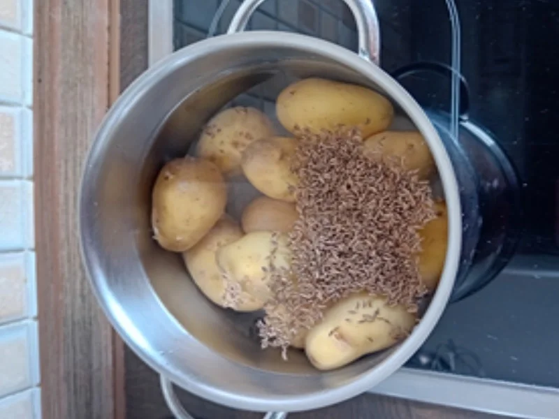 Kümmel-Pellkartoffel-Drillinge mit Lachsschinken-Schnittlauchröllchen-Quark - Rezept - Bild Nr. 4