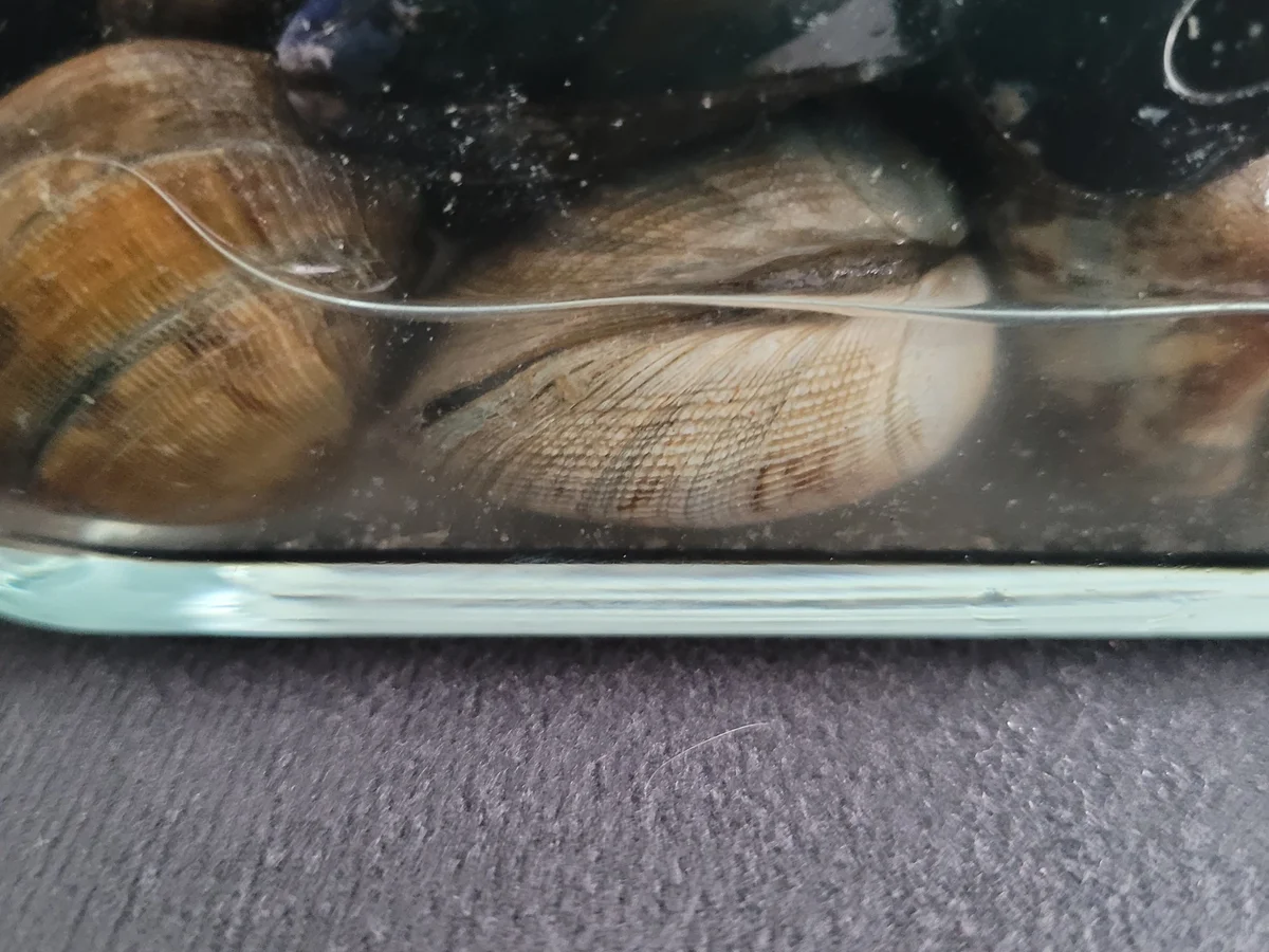 Paella à la Biggi - Rezept - Bild Nr. 9