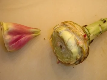 Rezept: Risotto mit Artischocken Bild Nr. 7 Risotto mit Artischocken - Rezept - Bild Nr. 7