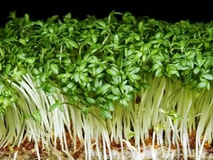 Schmetterlingssteaks mit Karotten-Püree - Rezept