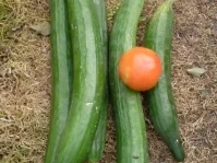 Schüttel-Gurken - Rezept - Bild Nr. 5