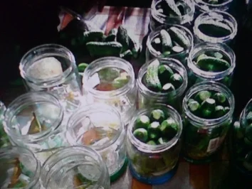 Rezept: Gewürzgurken-saure Gurken Bild Nr. 8 Gewürzgurken-saure Gurken - Rezept - Bild Nr. 8