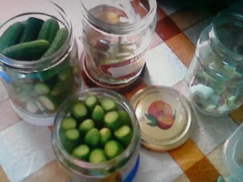 Rezept: Gewürzgurken-saure Gurken Bild Nr. 7 Gewürzgurken-saure Gurken - Rezept - Bild Nr. 7