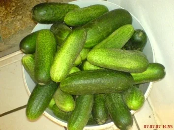 Rezept: Gewürzgurken-saure Gurken Bild Nr. 6 Gewürzgurken-saure Gurken - Rezept - Bild Nr. 6