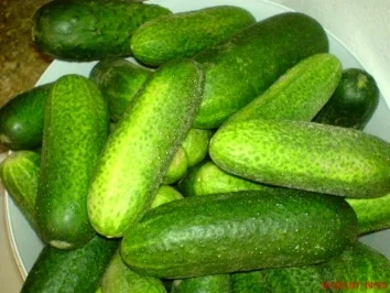 Rezept: Gewürzgurken-saure Gurken Bild Nr. 5 Gewürzgurken-saure Gurken - Rezept - Bild Nr. 5