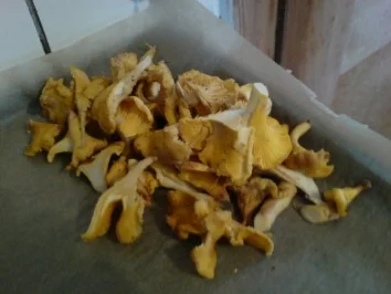 Rezept: Pfifferlingsomlett Bild Nr. 2 Pfifferlingsomlett - Rezept - Bild Nr. 2