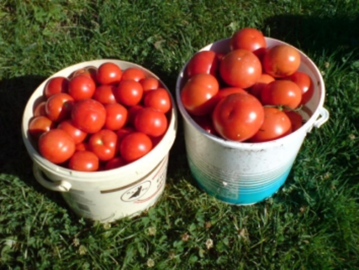 Tomatensalat - Rezept - Bild Nr. 8