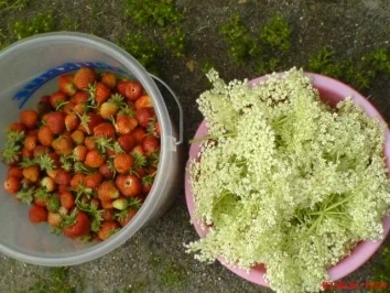 Holunderblüten-Gelee - Rezept - Bild Nr. 3