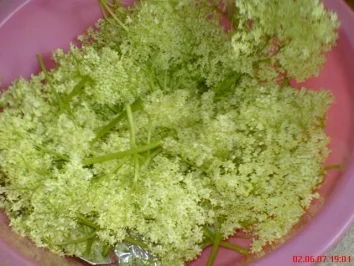 Holunderblüten-Gelee - Rezept - Bild Nr. 4