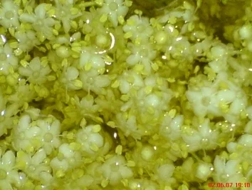 Holunderblüten-Gelee - Rezept - Bild Nr. 6