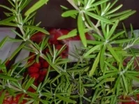 Käsesuppe mit Hackepeter - Rezept - Bild Nr. 12