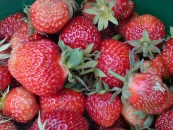 Erdbeertorte - Rezept - Bild Nr. 4