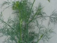 Salzgurken auf die schnelle Art - Rezept - Bild Nr. 3