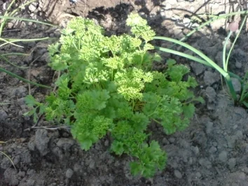 Pellkartoffeln mit Quark - Rezept - Bild Nr. 3