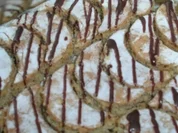 Orangenlikör-Monde - Rezept