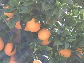 Orangenlikör - Rezept