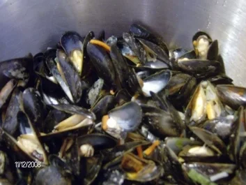 Rezept: Spanien - Miesmuscheln pikant mariniert Bild Nr. 3 Spanien - Miesmuscheln pikant mariniert - Rezept - Bild Nr. 3