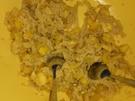 Weihnachtsplätzchen: Bratapfelplätzchen - Rezept - Bild Nr. 4732