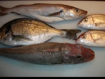 Mediterraner Fischeintopf nach eigenen Ideen - Rezept - Bild Nr. 2