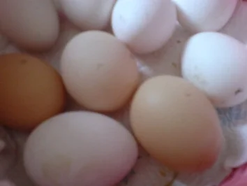 Speckeierkuchen - Rezept - Bild Nr. 4