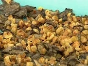 Gegrillte Austernpilze mit Pangritata und Parmesan - Rezept