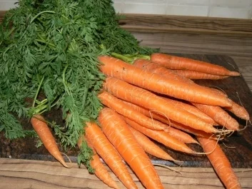 gestampftes Möhrengemüse - Rezept