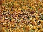 Rezept: Bröselig überbackene Bohnen mit fettem Speck Bröselig überbackene Bohnen mit fettem Speck - Rezept