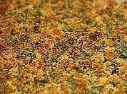 Rezept: Bröselig überbackene Bohnen mit fettem Speck Bröselig überbackene Bohnen mit fettem Speck - Rezept