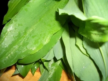 Rezept: Bärlauchpesto Bild Nr. 3 Bärlauchpesto - Rezept - Bild Nr. 3