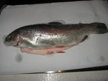 Rezept: Lachsforelle auf grünem Salat Lachsforelle auf grünem Salat - Rezept